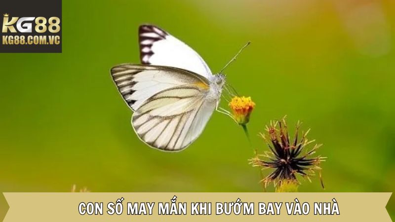 Bướm Bay Vào Nhà - Giải Mã Thông Điệp Bí Ẩn Phía Sau Cùng Kg88 3 Những con số mang vận may khi chúng xuất hiện