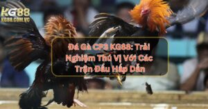 Đá Gà CP3 KG88: Trải Nghiệm Thú Vị Với Các Trận Đấu Hấp Dẫn