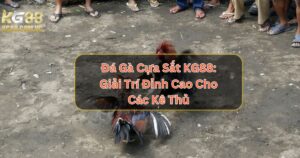 Đá Gà Cựa Sắt KG88: Giải Trí Đỉnh Cao Cho Các Kê Thủ
