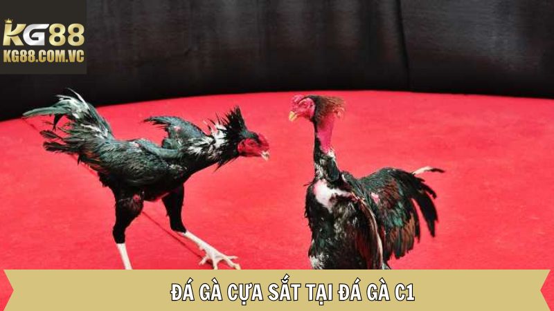 Đá Gà C1 KG88 - Khám Phá Các Hình Thức Thi Đấu Đầy Hấp Dẫn 3 Thỏa mãn đam mê gà đá cùng chọi cựa sắt