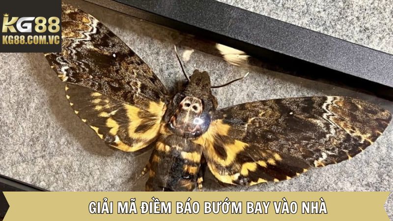 Bướm Bay Vào Nhà - Giải Mã Thông Điệp Bí Ẩn Phía Sau Cùng Kg88 2 Giải mã điềm báo của bướm bay vào nhà
