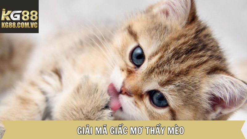Giải thích đầy đủ về những chiêm bao liên quan đến mèo
