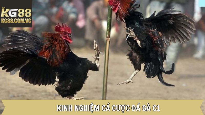 Đá Gà C1 KG88 - Khám Phá Các Hình Thức Thi Đấu Đầy Hấp Dẫn 4 Chia sẻ các bí kíp vàng khi cá cược đá gà C1