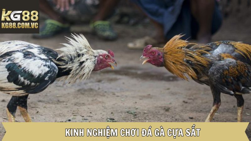 Chia sẻ kinh nghiệm chinh phục gà cựa sắt