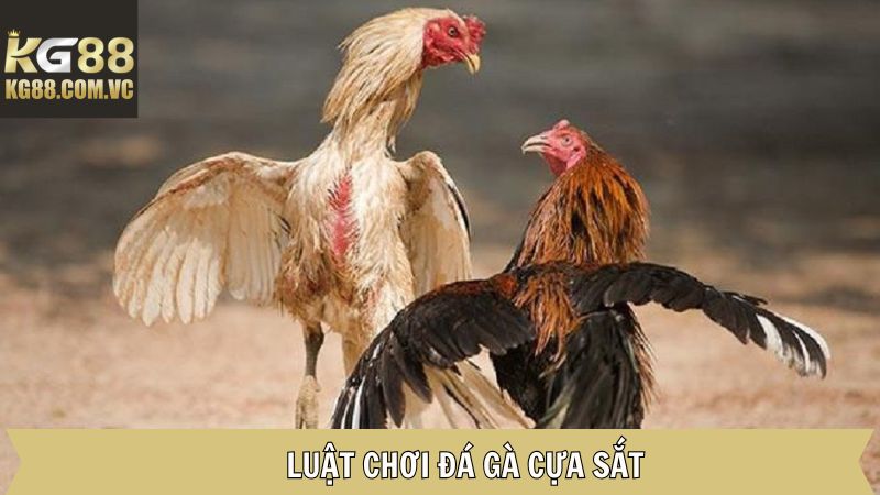 Luật chơi đá gà cựa sắt cơ bản người mới cần nắm