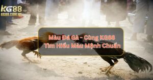 Màu Đá Gà - Cùng KG88 Tìm Hiểu Màu Mệnh Chuẩn