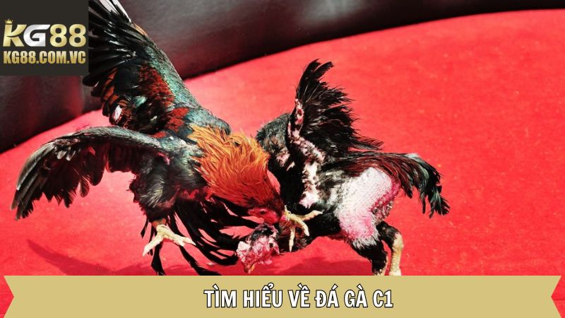 Đá Gà C1 KG88 - Khám Phá Các Hình Thức Thi Đấu Đầy Hấp Dẫn 2 Đôi nét khái quát về chọi gà C1