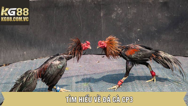 Đá Gà CP3 KG88: Trải Nghiệm Thú Vị Với Các Trận Đấu Hấp Dẫn 2 Khái quát đôi nét về đấu trường đá gà CP3
