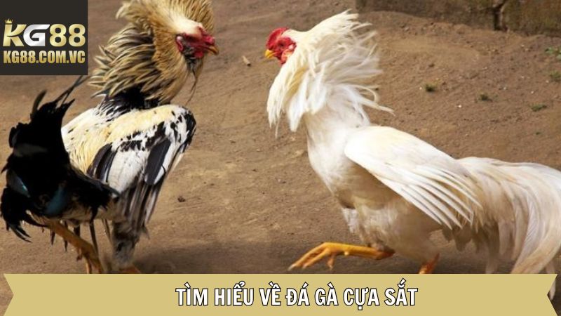 Giới thiệu đá gà cựa sắt là gì