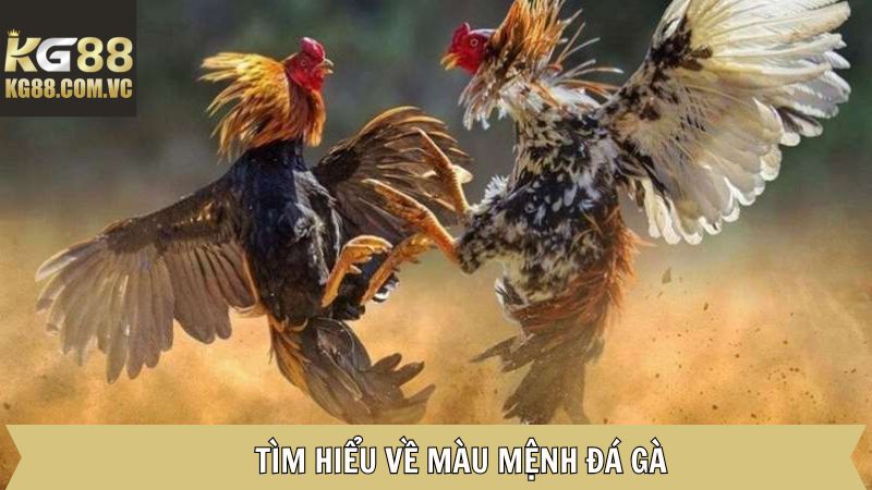Tìm hiểu về khái niệm màu mệnh đá gà