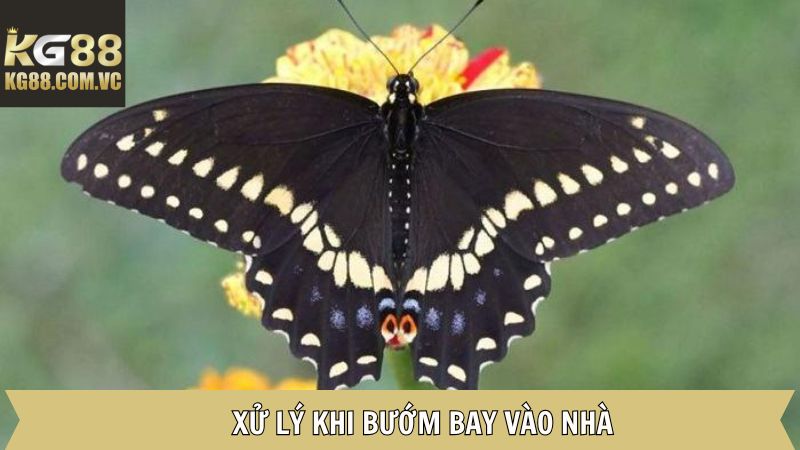 Bướm Bay Vào Nhà - Giải Mã Thông Điệp Bí Ẩn Phía Sau Cùng Kg88 4 Những điều cần làm khi thấy chúng xuất hiện trong nhà